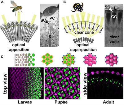 Probing the conserved roles of cut in the development and function of optically different insect <mark class="highlighted">compound eyes</mark>